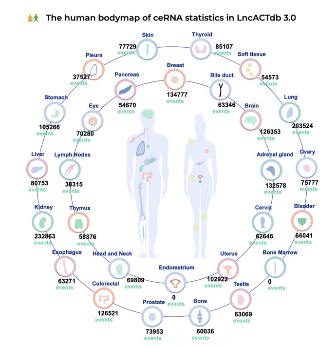 LncACTdb1